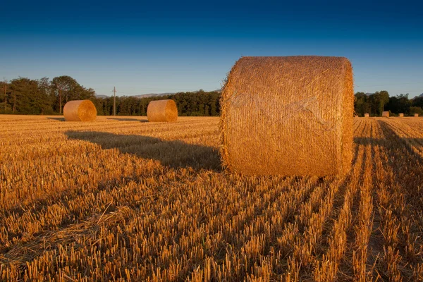 Бейла пшениці соломи — стокове фото