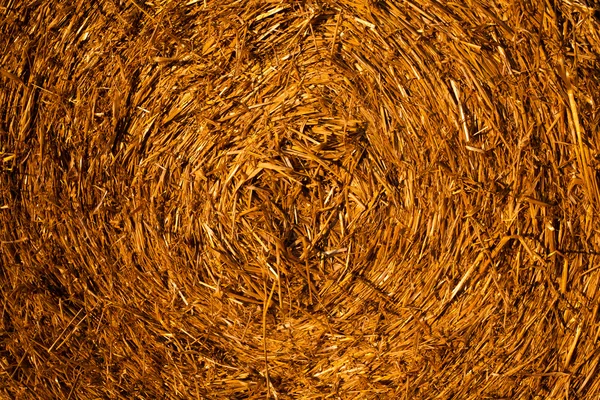 Wheat Straw Bale — Stock Photo © akulamatiau #6000572