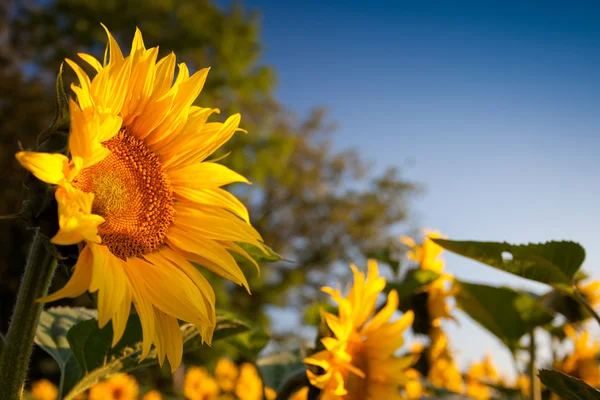 Sunflower and Sunrise — Stock Photo, Image