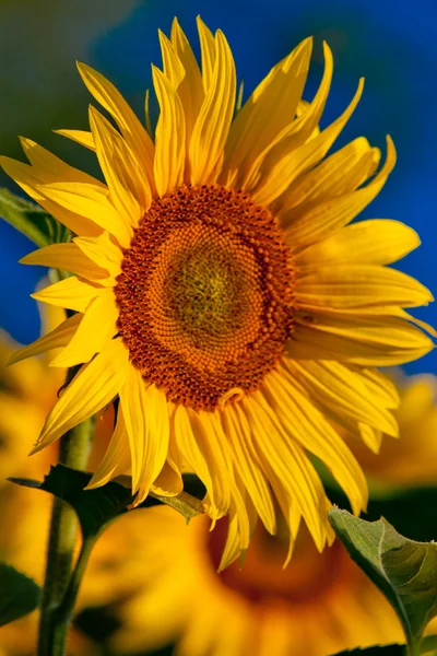 Sunflower and Sunrise — Stock Photo, Image