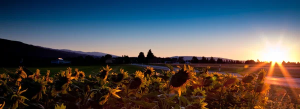 Zonnebloem en zonsopgang — Stockfoto