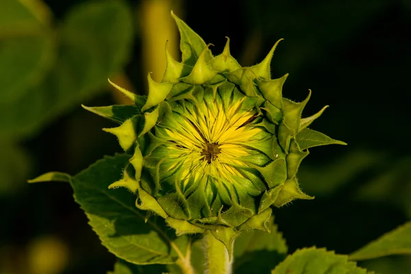 stock image Sunflower