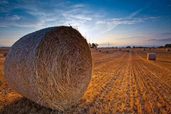 Buğday saman balya — Stok fotoğraf