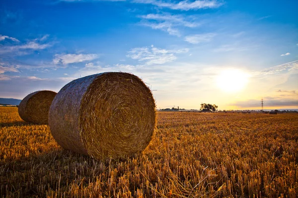 Бейла пшениці соломи — стокове фото