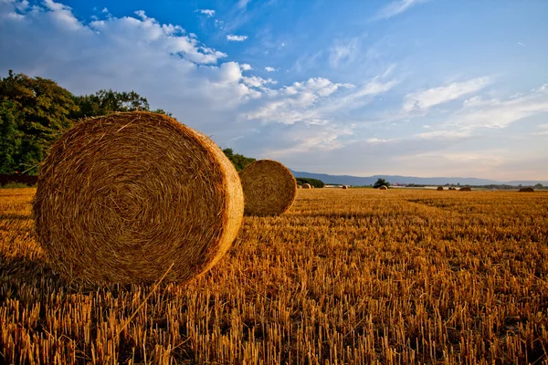 Wheat straw bale — Stock Photo, Image