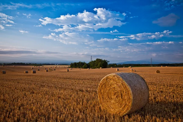 Wheat straw bale — Stock Photo, Image