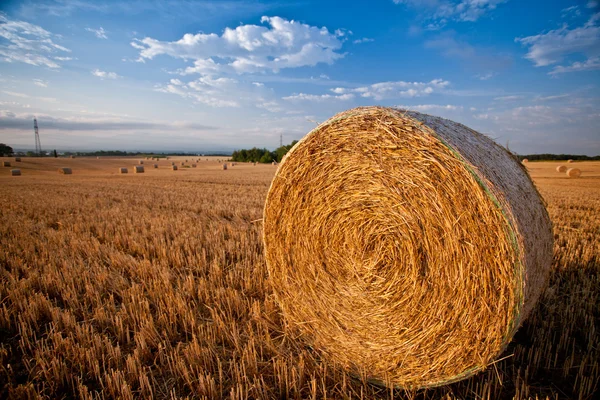小麦のわらのベール — ストック写真