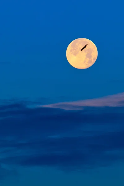 stock image Full Moon and a flying bird