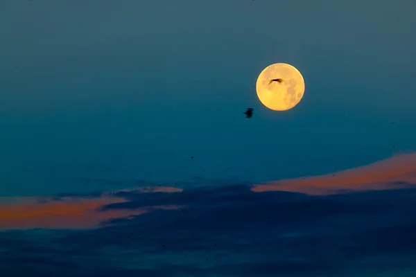 Księżyc w pełni i latający ptak — Zdjęcie stockowe