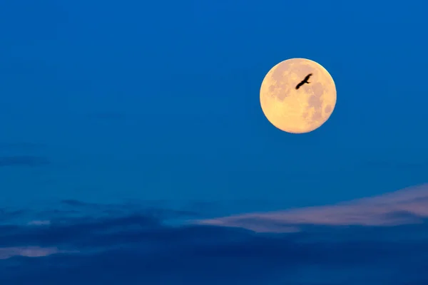 stock image Full Moon and a flying bird