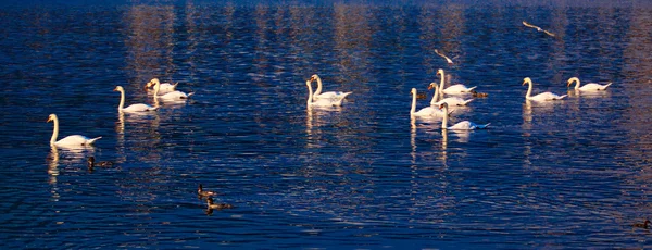 Group of Swan — Stock Photo, Image
