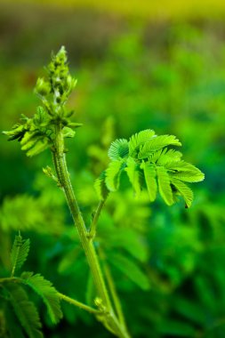 Mimosa pudica