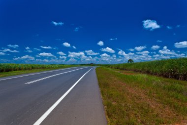 Rural road between sugarcane field clipart