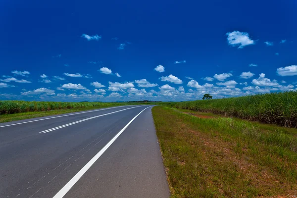 Rural road between sugarcane field — Stock Photo, Image