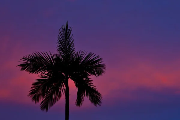 Силуэт пальмы — стоковое фото