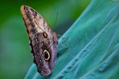 caligo kelebek atreus