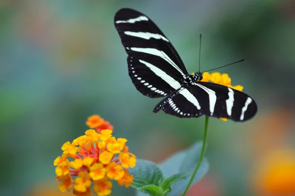 Pillangó athema-perius — Stock Fotó