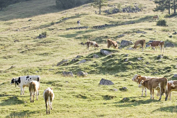 Mountain pasture — Stock Photo, Image