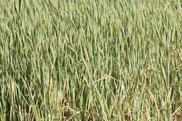 Зеленый тростниковый пояс — стоковое фото