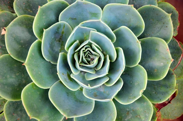 Succulent - green cactus flower