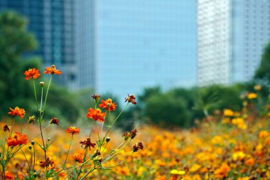 Blooming cosmos clipart