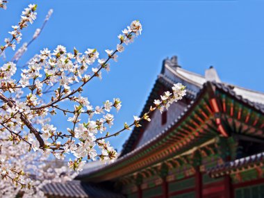 Cherry blossoms in front of royal palace clipart