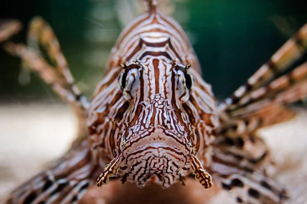 stock image Red lionfish (lat. Pterois volitans) in aquaruim