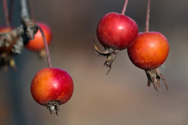 Small red apples (lat. Pyrus malus) on tree in autumn, macro — Stock Photo, Image
