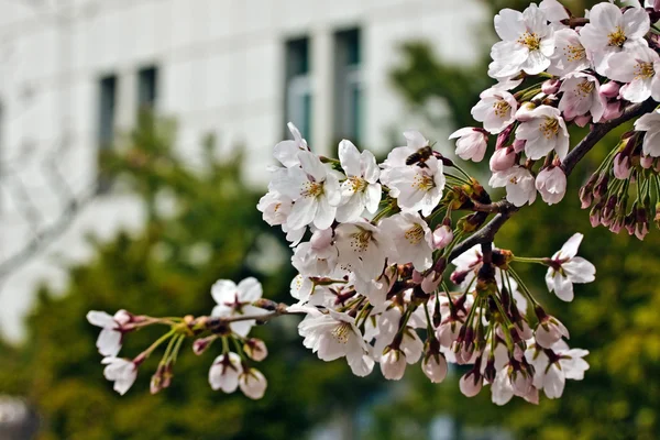 Bloeiende sakura — Stockfoto