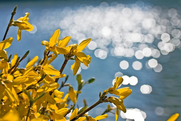 Flores forsythia amarelo brilhante sobre fundo borrado — Fotografia de Stock