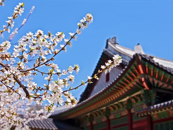 Flores de cerejeira em frente ao palácio real — Fotografia de Stock