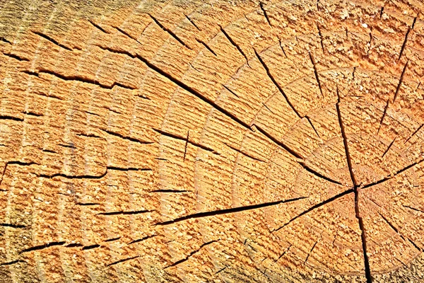 Wooden stump texture — Stock Photo, Image