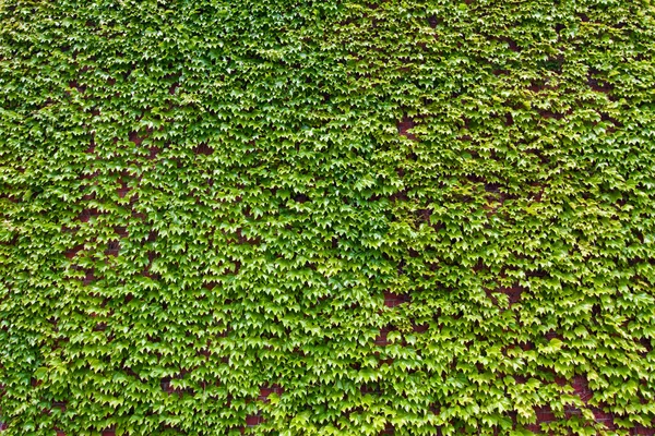 Tło bujny bluszcz zielony liści na mur z cegły — Zdjęcie stockowe