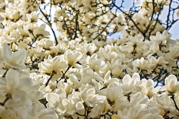 stock image Blooming magnolia