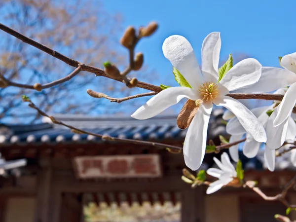 Магнолия цветок во дворе традиционного храма — стоковое фото