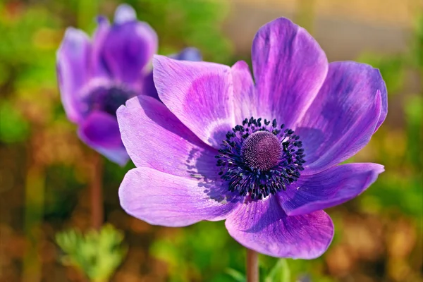 Één anemone bloem — Stockfoto
