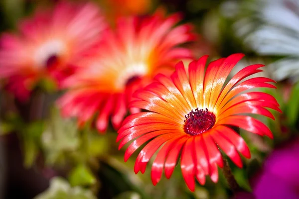 Beautiful flower of gerbera — Stock Photo, Image
