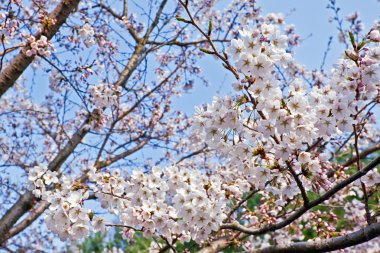 Branches of blooming cherry clipart