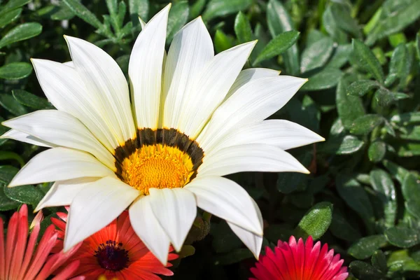 美丽的白菊花 — 图库照片