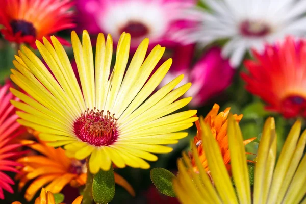 A beautiful yellow daisy flower on blurry backround — Stock Photo, Image