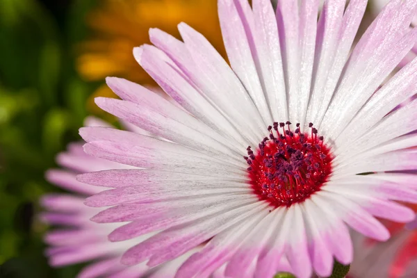Close-up of beautyful pink daisy — Stock Photo, Image