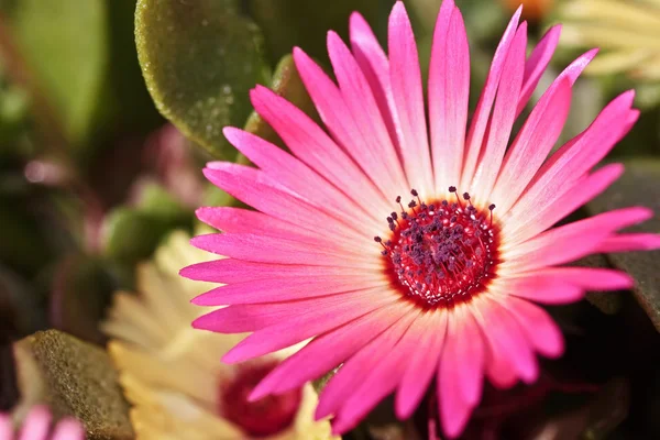 Primo piano di un unico bellissimo fiore di margherita — Foto Stock