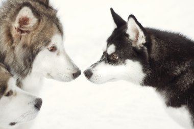 Two Huskies look at each other with love on white snow clipart