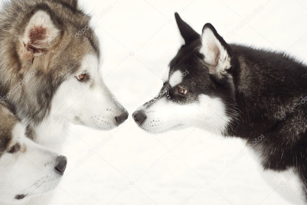 Two Huskies look at each other with love on white snow