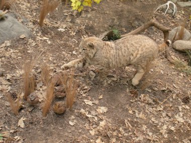 Bobcat chasing after quail clipart