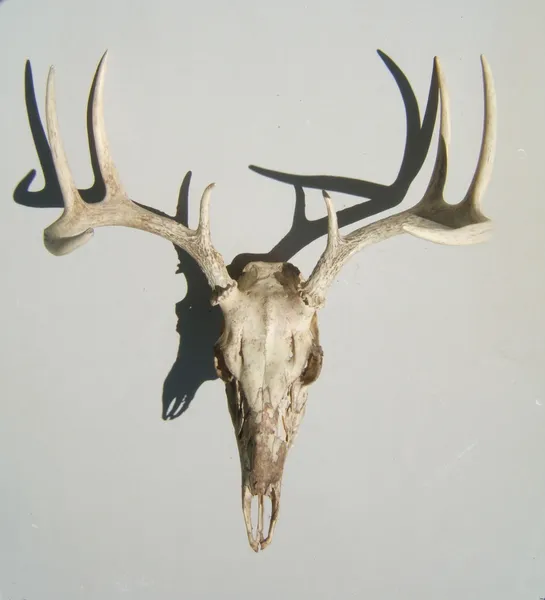 Cráneo de ciervo y cuernos — Foto de Stock