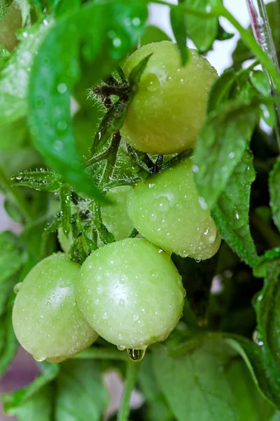 Green tomatoes in greenhouse — Stock Photo, Image