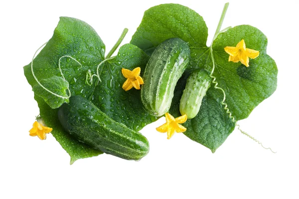 Grüne Gurke mit Blättern und Blüten isoliert auf weiß — Stockfoto