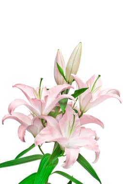 Pink lilies clipart