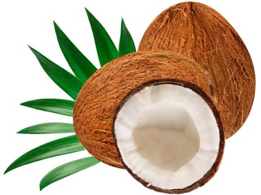 Coconut clipart